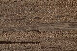Permineralized Wood Covered In Sparkling Quartz - Germany #307001-1